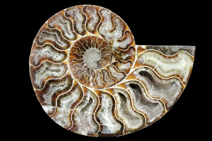 Cut & Polished Ammonite Fossil (Half) - Madagascar #162150